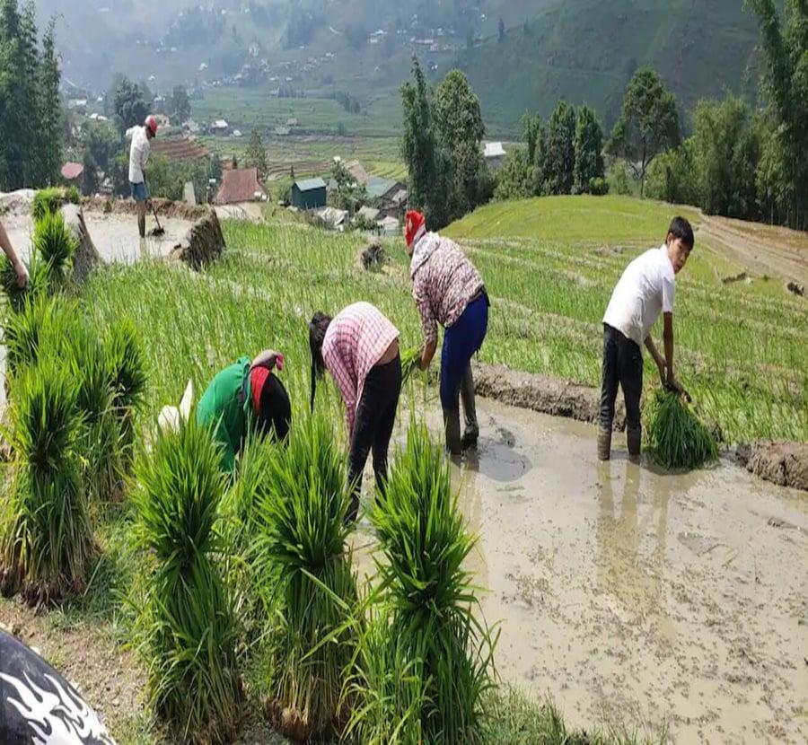 Planting rice on the family's own terraces