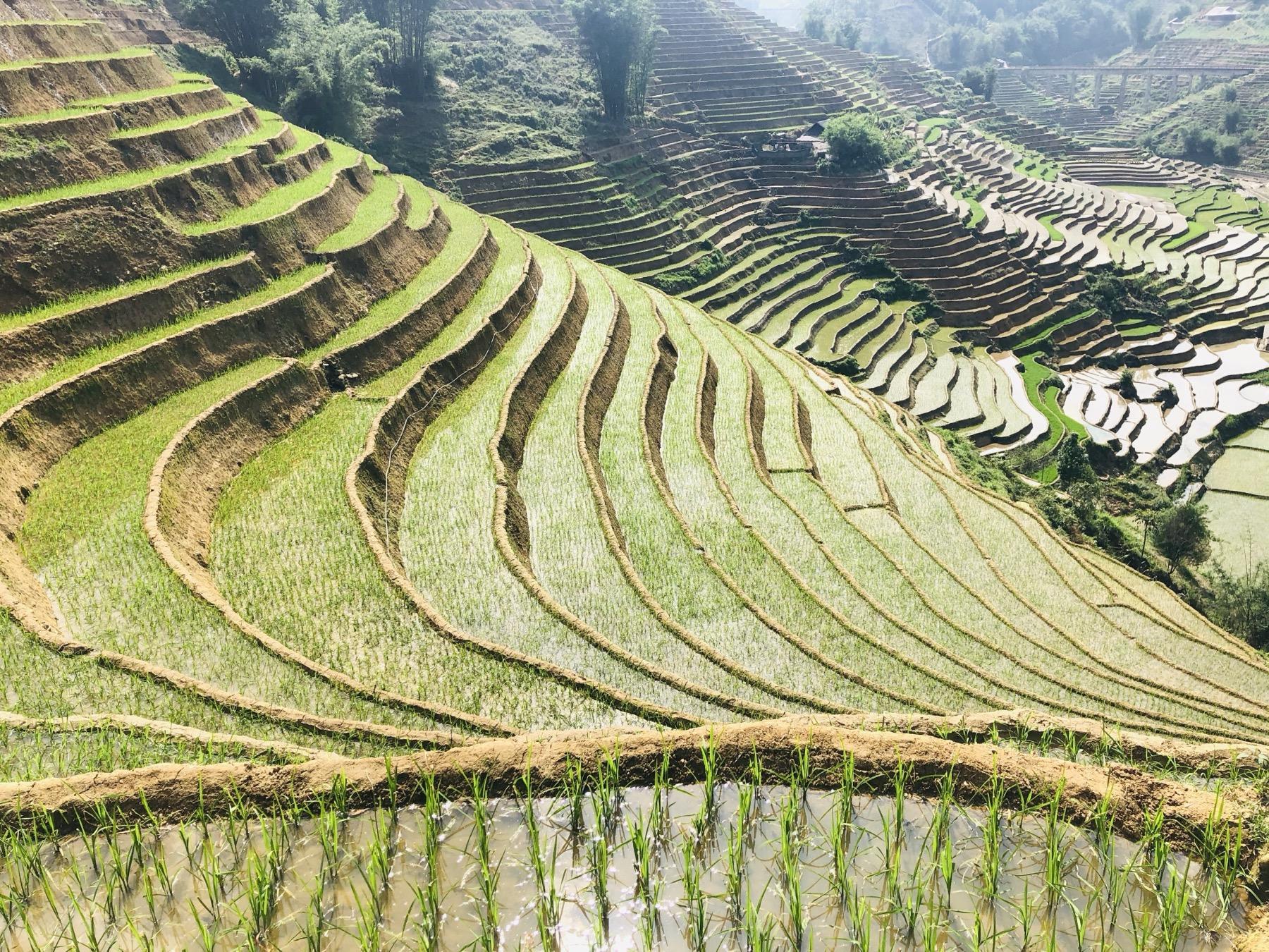 Rice terraces in Sapa